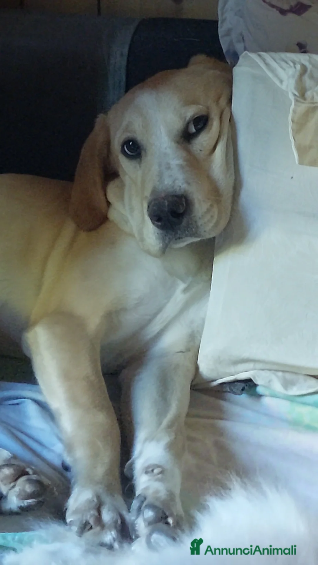 Meticcio cani in regalo: Femmina,6mesi,salvata da futuro indegno. PAVIA - Annuncio 2