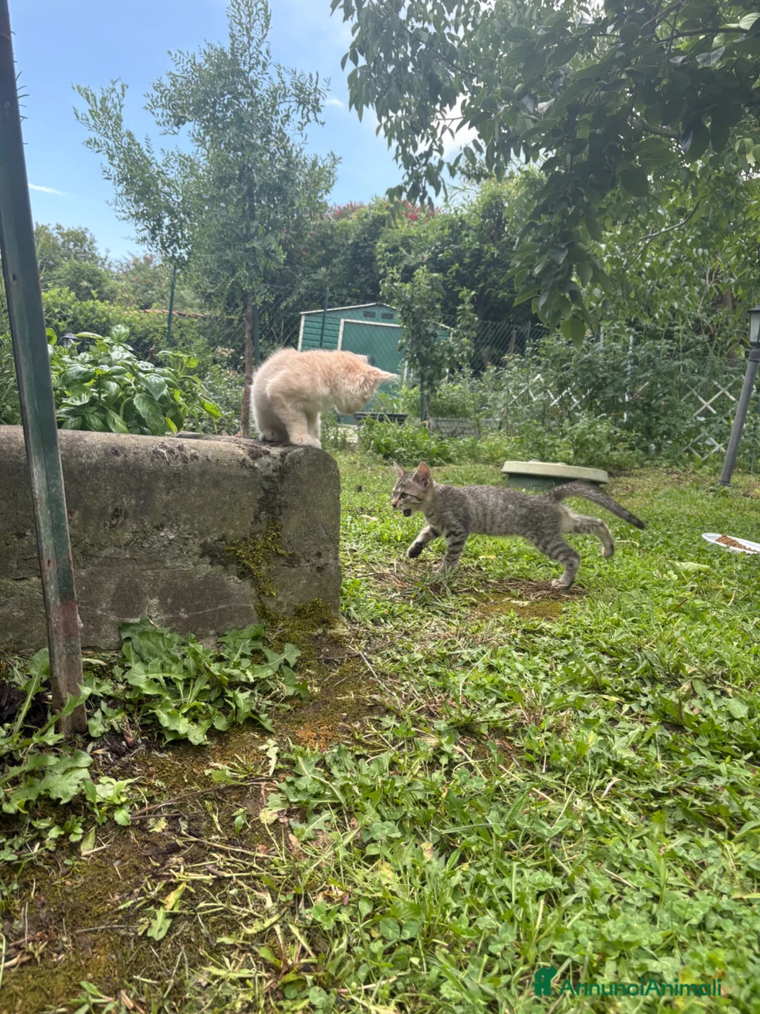 Meticcio gatti in regalo: Gattine  a Provincia di Viterbo - Annuncio 1