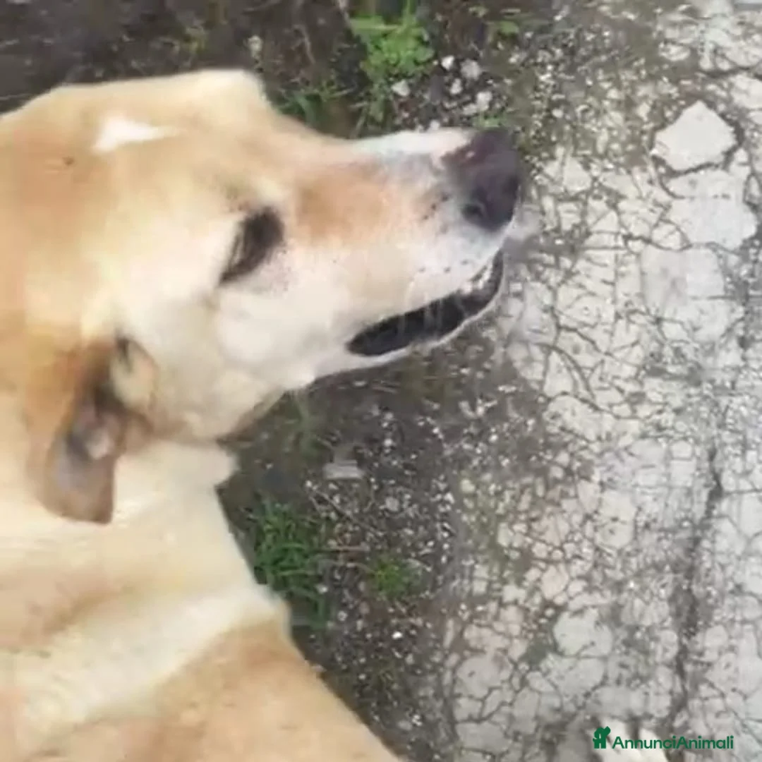 Meticcio cani in regalo: LEO 💙 - rischia la vita tutti i giorni 😢🥺 - Annuncio 8