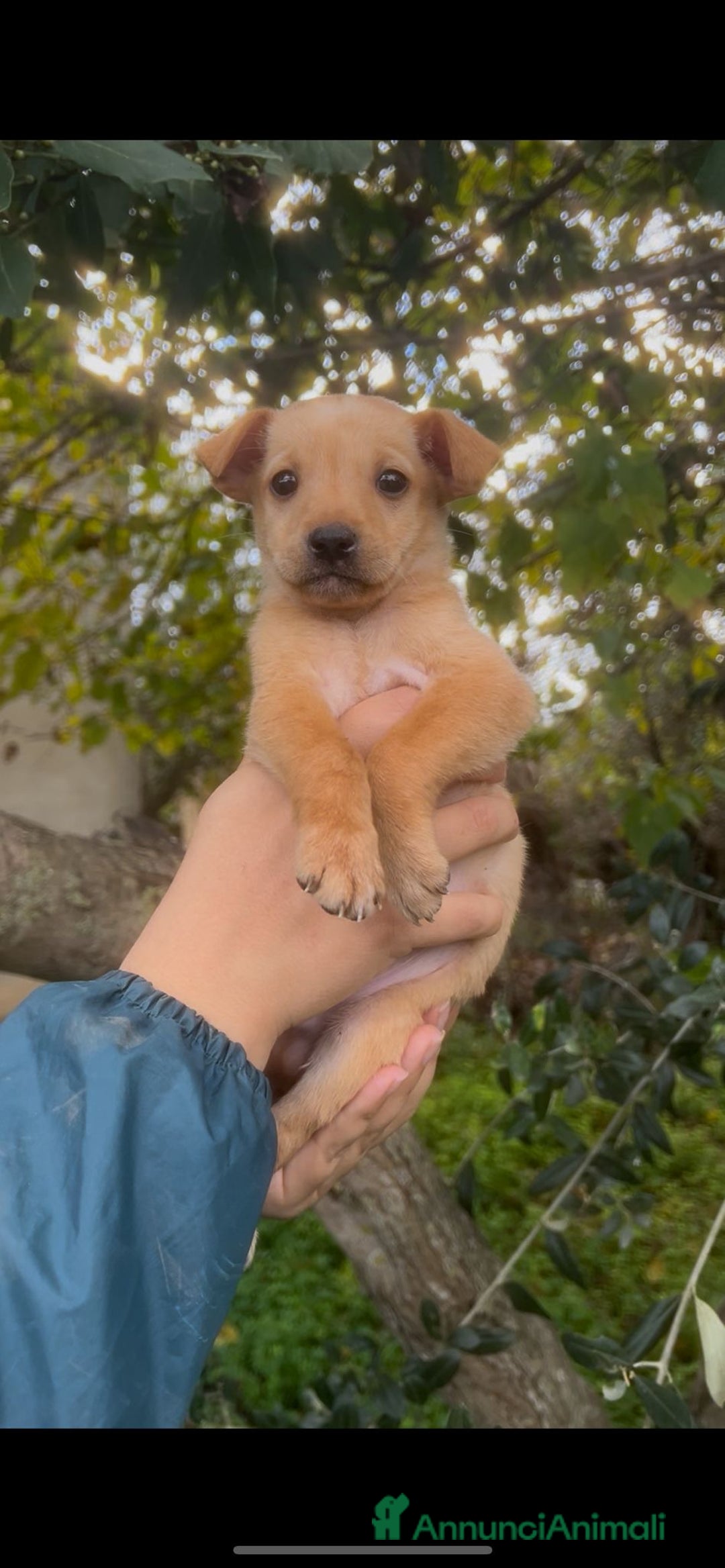 Meticcio cani in regalo: FLIX 💙 - cucciolo taglia piccola cerca casa 🥰 - Annuncio 3