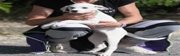 Meticcio cani in regalo: sophie  - Annuncio 5