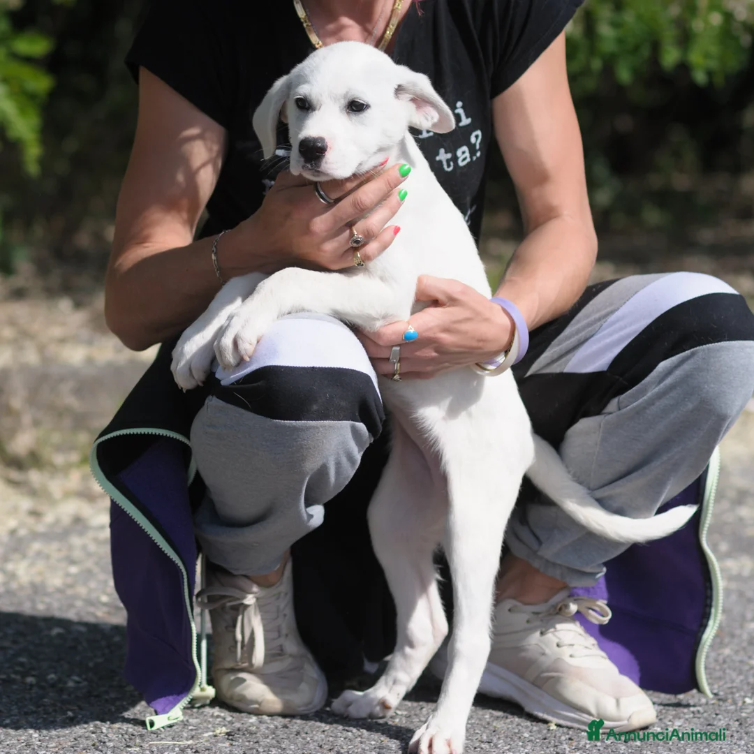 Meticcio cani in regalo: sophie  - Annuncio 5