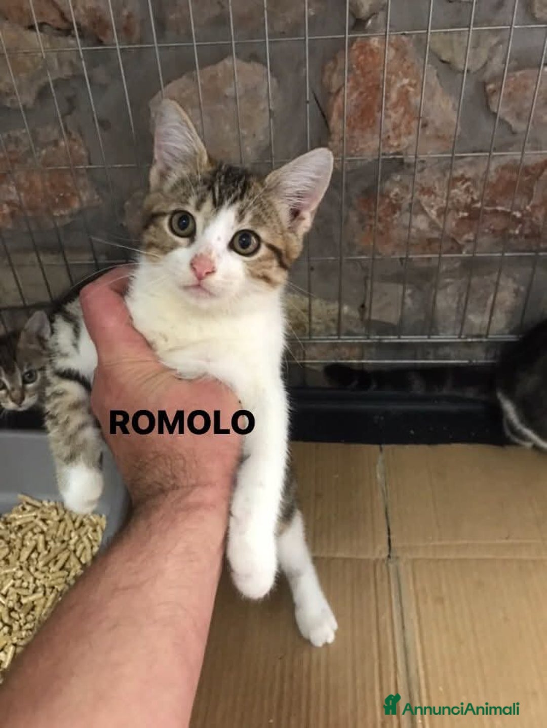 Europeo gatti in regalo: Romolo e remo - Annuncio 2