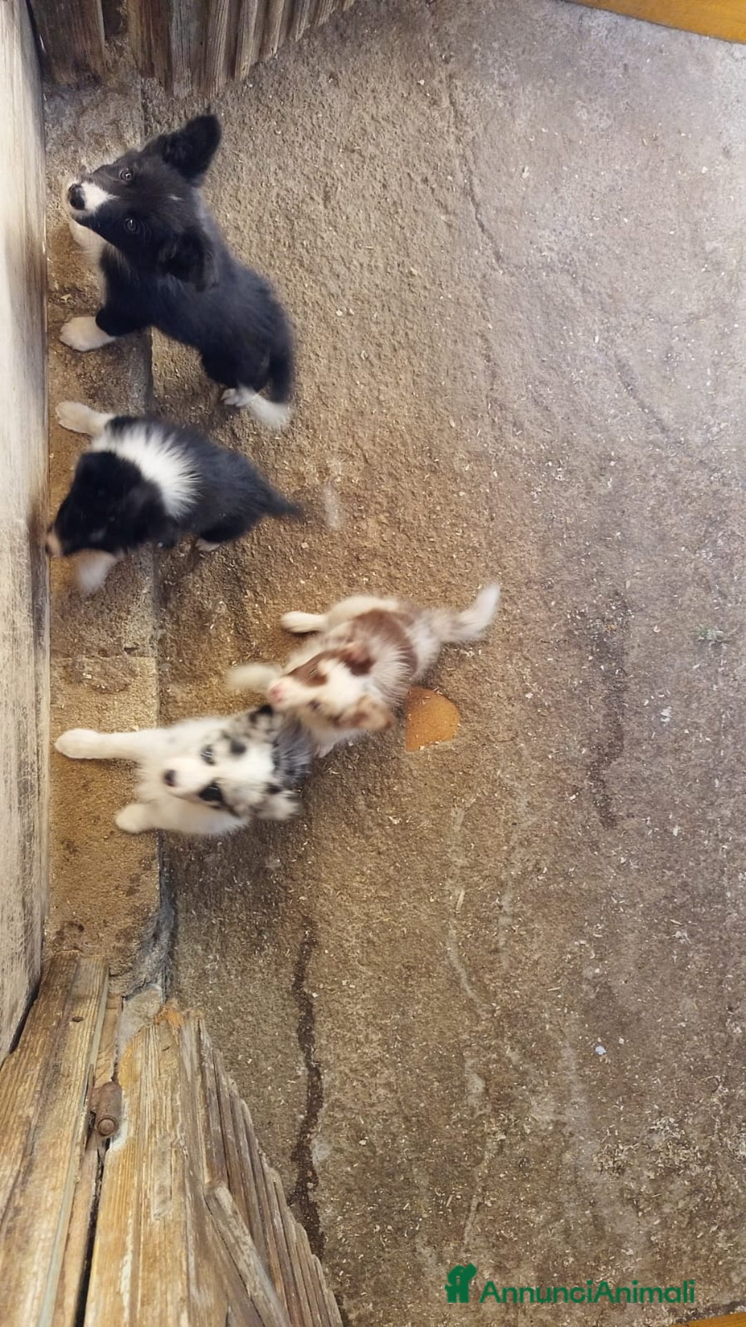 Border Collie cani in vendita: Border collie - Annuncio 2