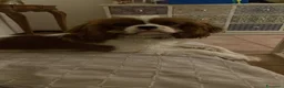 Cavalier King cani in vendita: Cavalier King CS con Pedigree - Annuncio 8