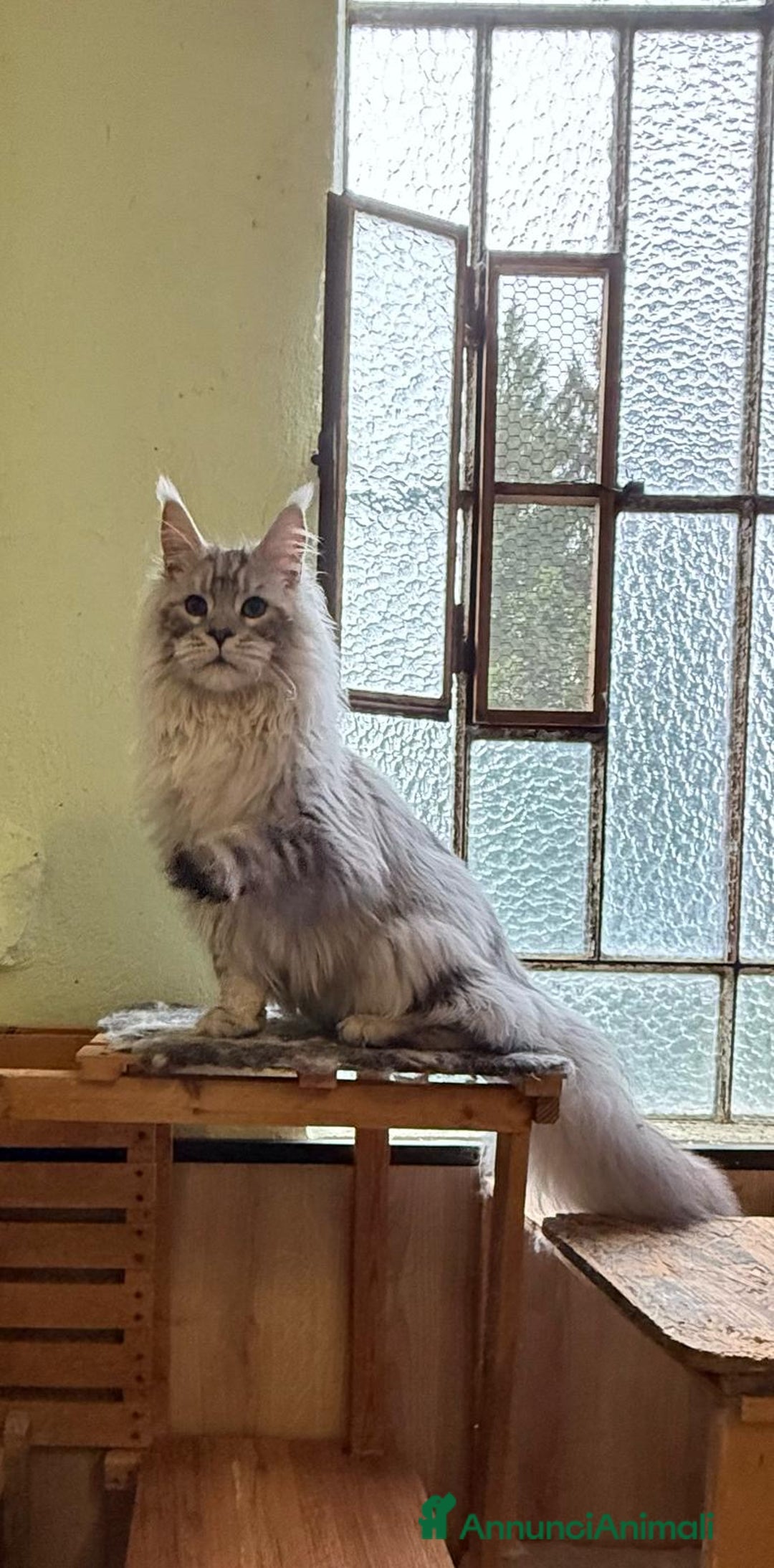 Maine Coon gatti in vendita: Maine coon cuccioli  a Città metropolitana di Milano - Immagine 5