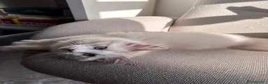 Ragdoll 4