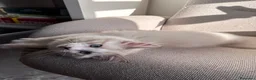 Ragdoll gatti in vendita: Cuccioli Ragdoll Udine - Annuncio 10