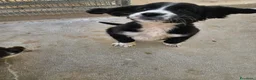 Meticcio cani in regalo: Martina: cucciola taglia media contenuta  - Annuncio 7