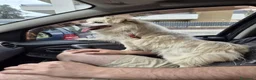 Meticcio cani in regalo: Cooki, un simil volpino giocherellone - Annuncio 4