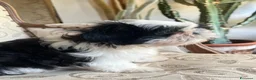 Shih Tzu cani in vendita: Cuccioli Shih Tzu pronti a settembre! - Annuncio 12