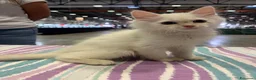 Siberiano gatti in vendita: vendesi cuccioli siberiani a Provincia di Arezzo - Annuncio 8