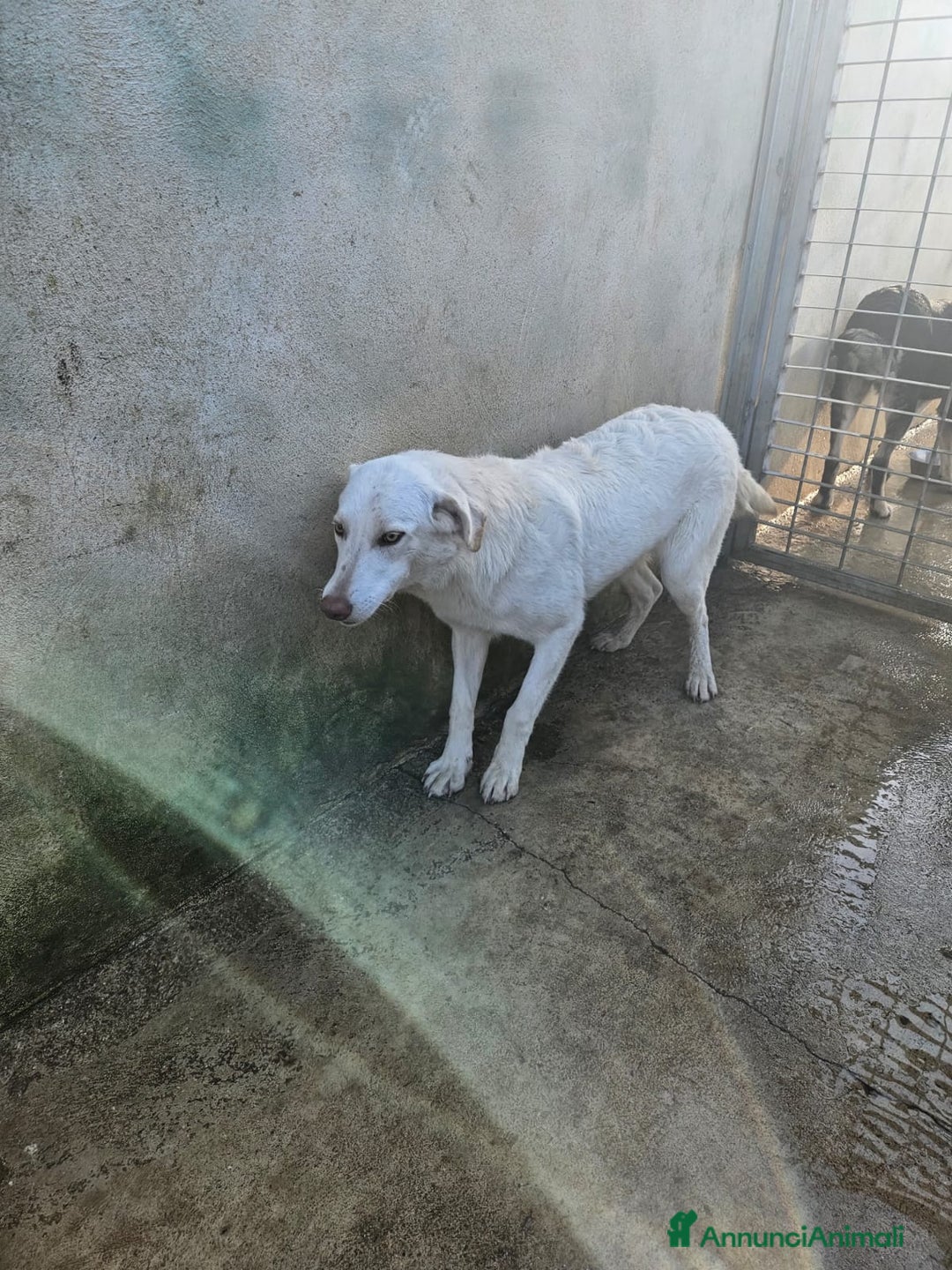 Meticcio cani in regalo: Chiara: 1 anno, socievole ed equilibrata - Annuncio 30