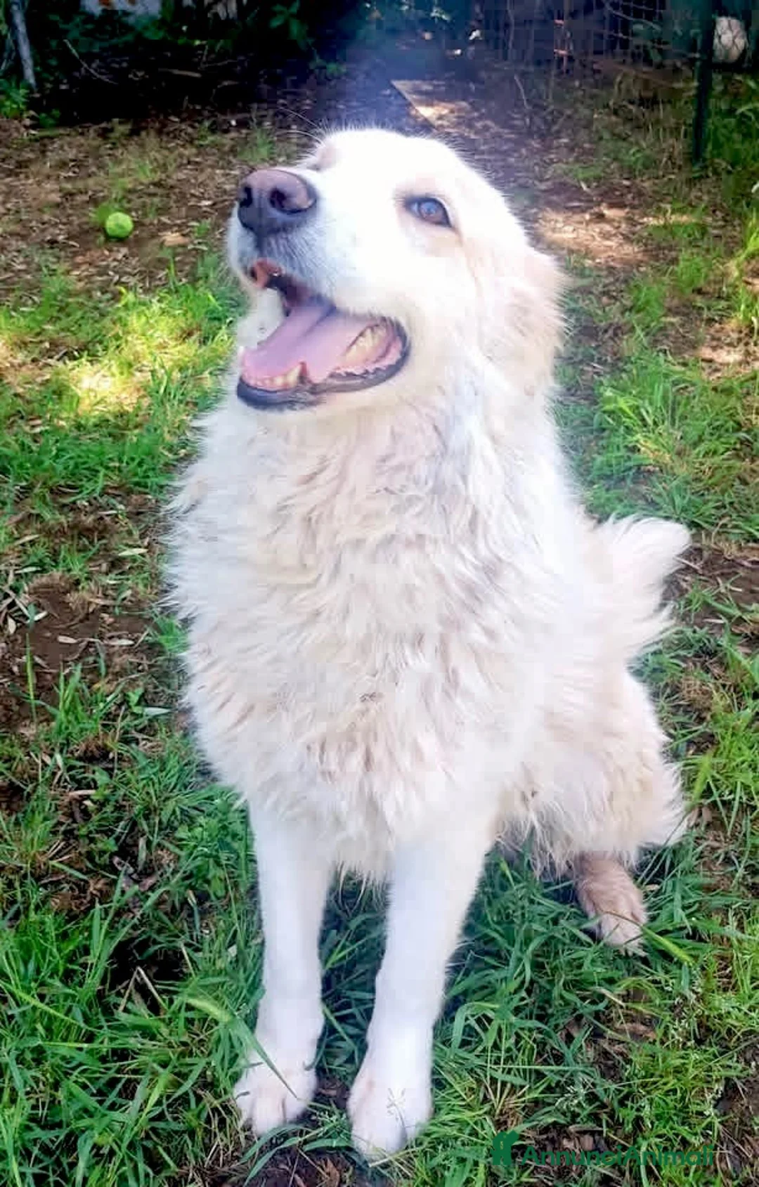 Meticcio cani in regalo: Femmina 3 anni buona e sterilizzata  - Annuncio 4