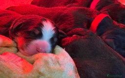 Bovaro del Bernese cani in vendita: Disponibili Cuccioli Bovaro Del Bernese - Immagine 13