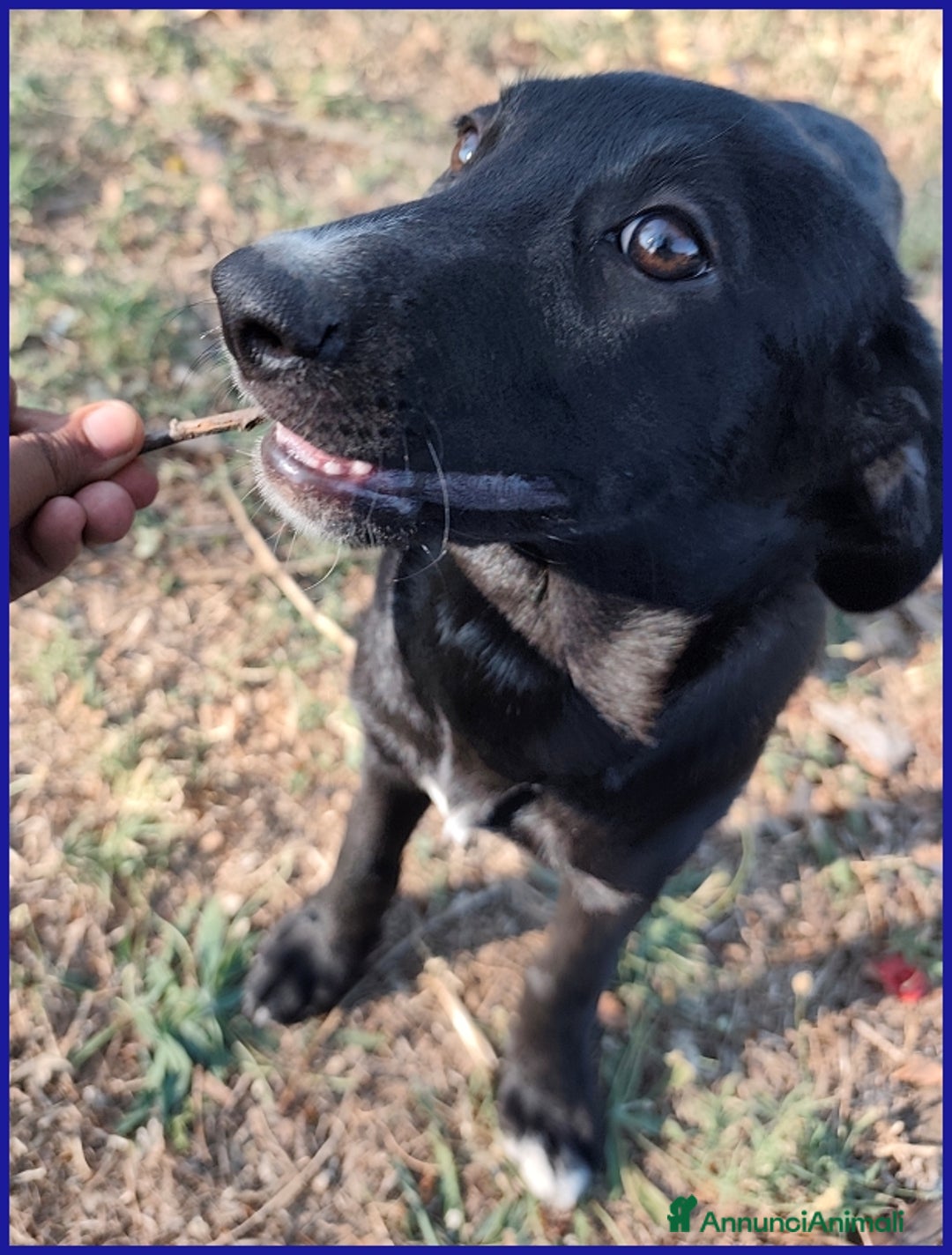Meticcio cani in regalo: BRENDA, CUCCIOLA 5 MESI RECUPERATA SOTTO IL SOLE  - Annuncio 2