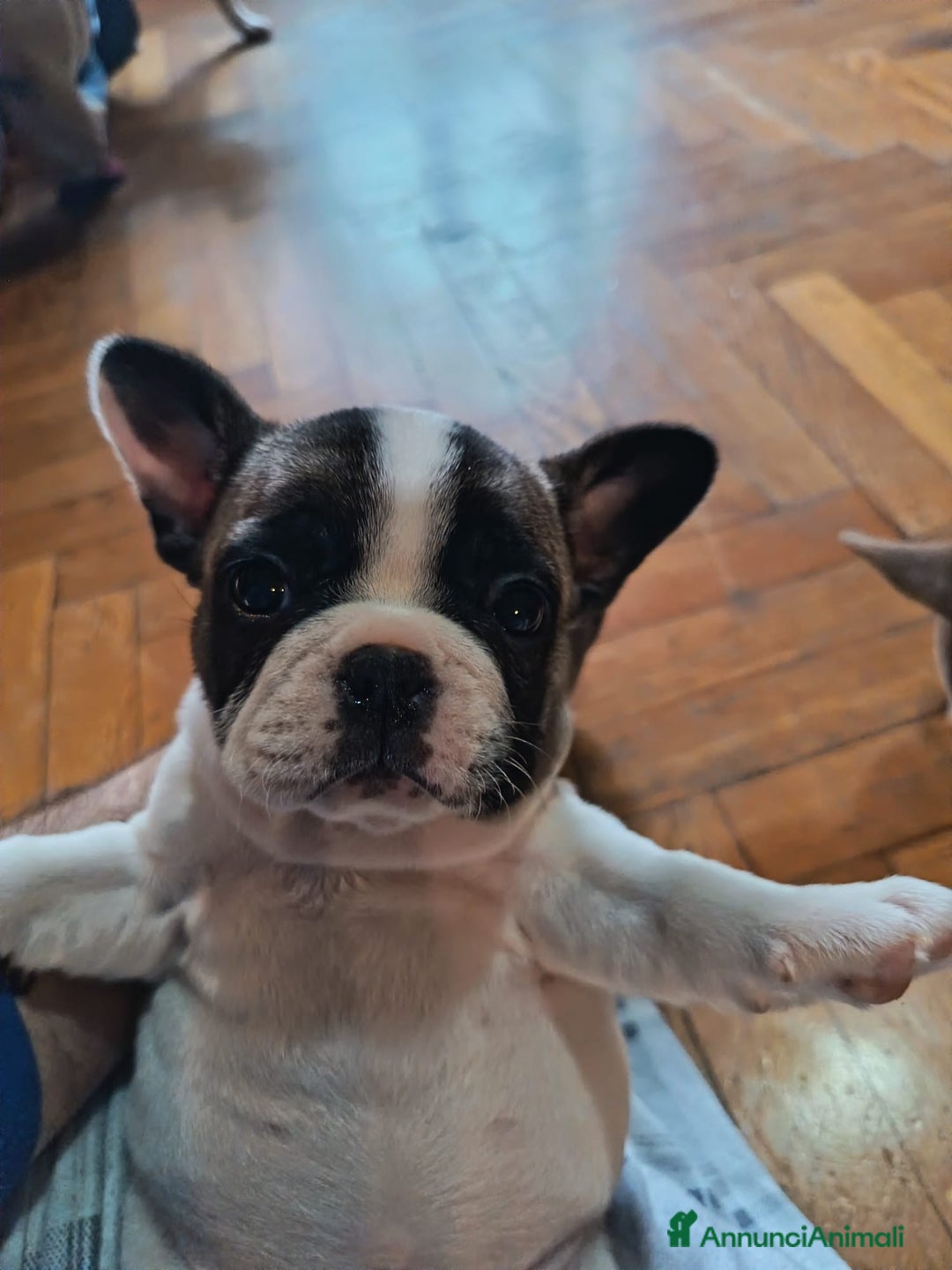 Bulldog Francese cani in vendita: Bulldog francese  - Annuncio 3