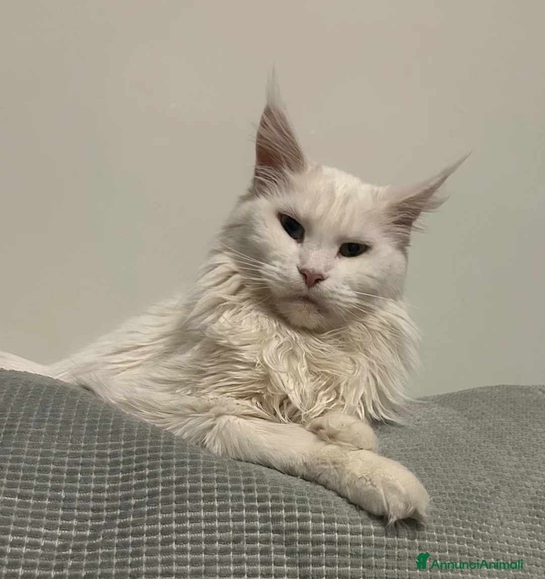 Maine Coon gatti in vendita: Cuccioli Maine Coon con pedigree  - Annuncio 2