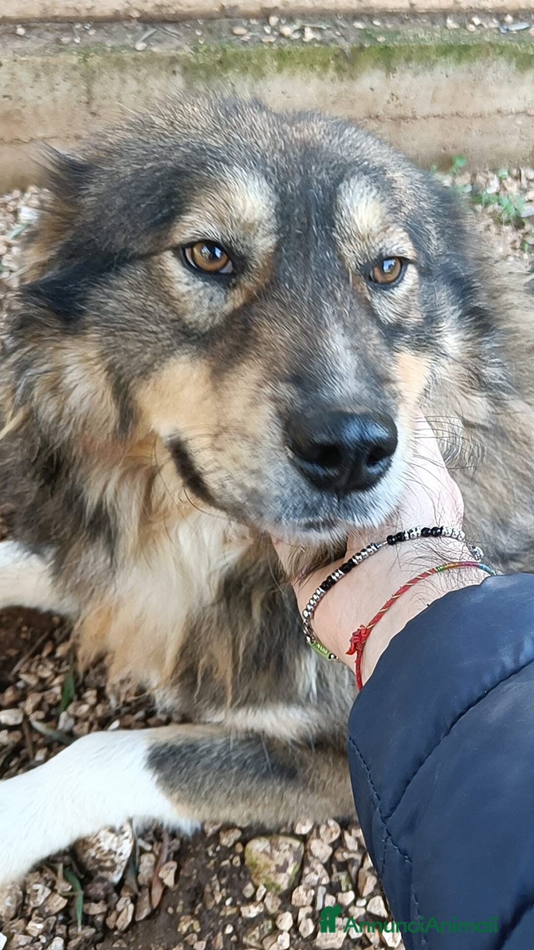 Pastore dei Carpazi cani in regalo: Max meraviglioso Pastore dei Carpazi - Annuncio 12