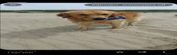 Golden Retriever cani per accoppiamento: Golden retriever per accoppiamento  - Annuncio 5