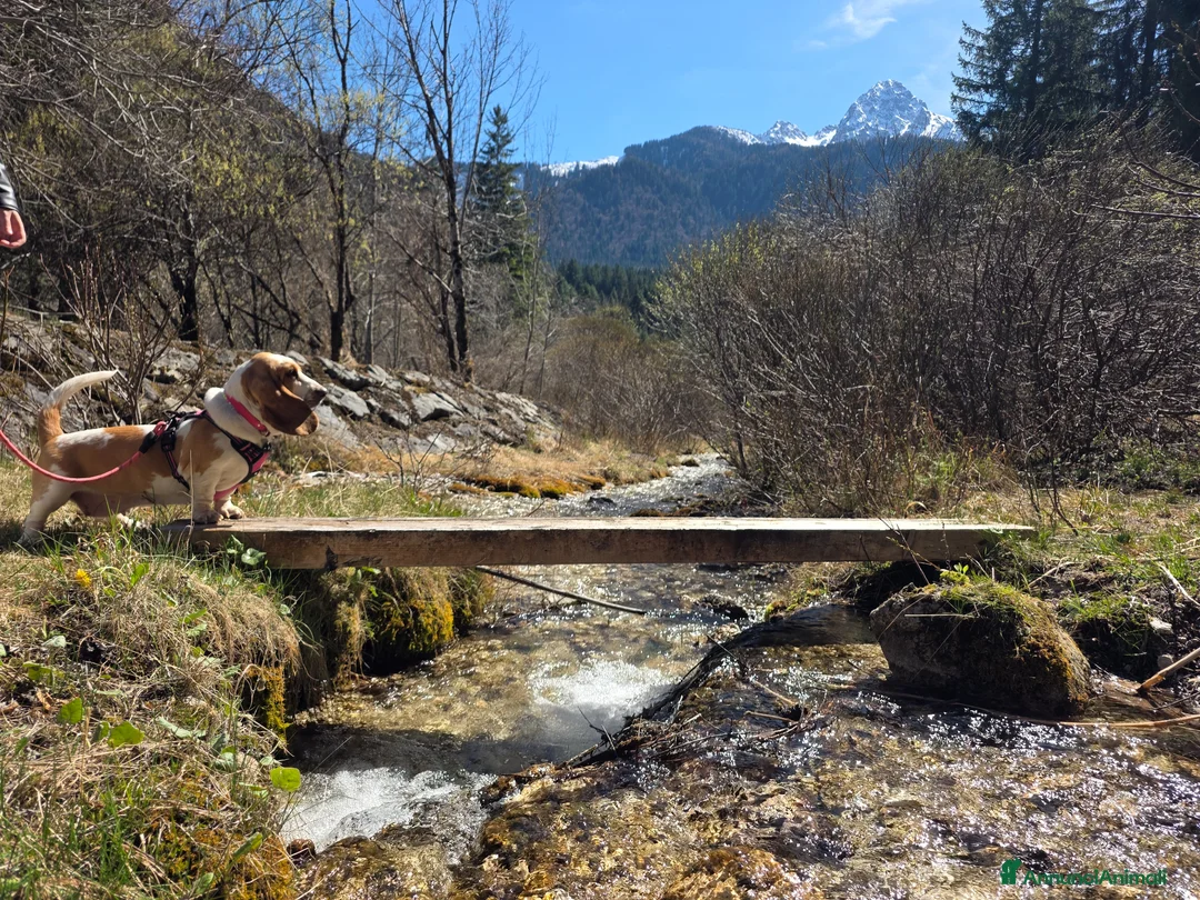Bassethound cani per accoppiamento: Bassethound femmina disponibile per accoppiamento - Annuncio 2