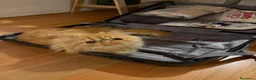 Persiano gatti per accoppiamento: Bellissimo gatto persiano disponibile per monta  - Annuncio 4
