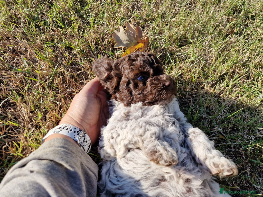 Lagotto cani in vendita: Cuccioli di Lagotto - Annuncio 4