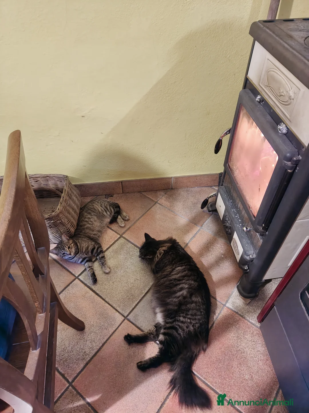 Meticcio gatti in regalo: Micia affettuosa cerca casa - Annuncio 5