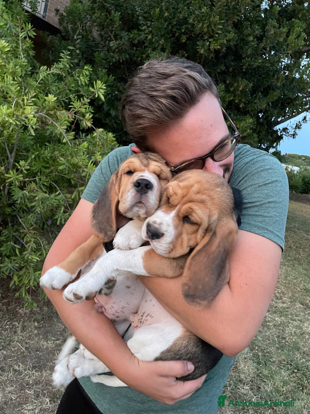 Beagle cani in vendita: Cuccioli di beagle a Provincia di Rimini - Immagine 8