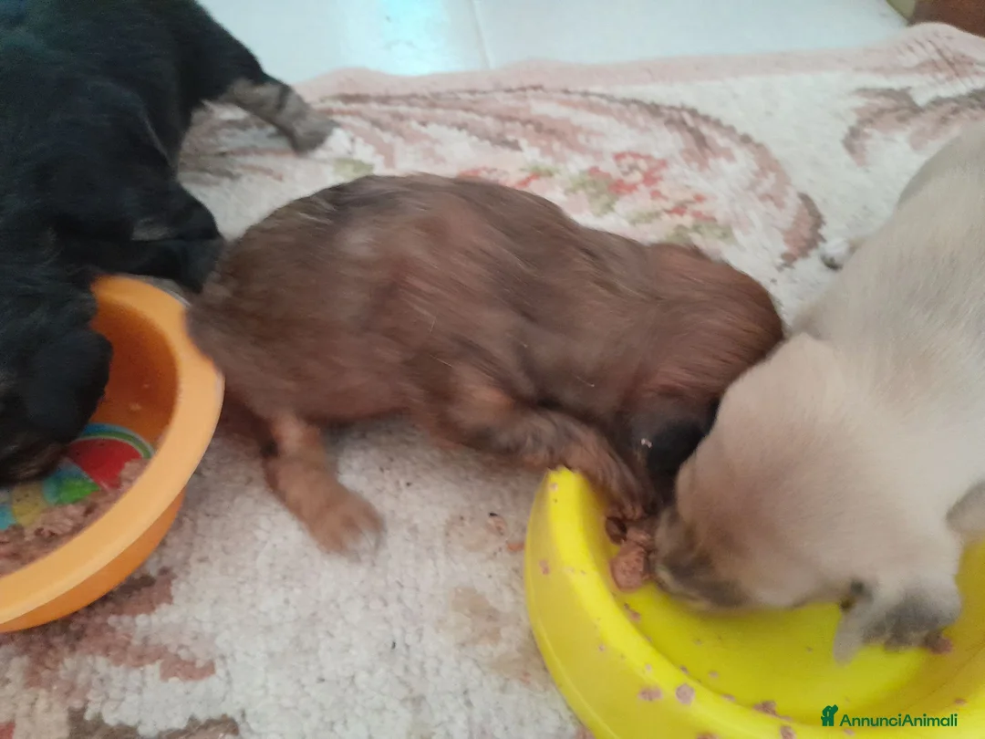 Meticcio cani in vendita: 4 cuccioletti  a Provincia di Pescara - Annuncio 1