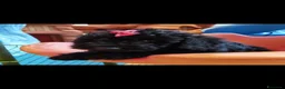 Barboncino cani in vendita: Barboncino mini toy - Annuncio 5