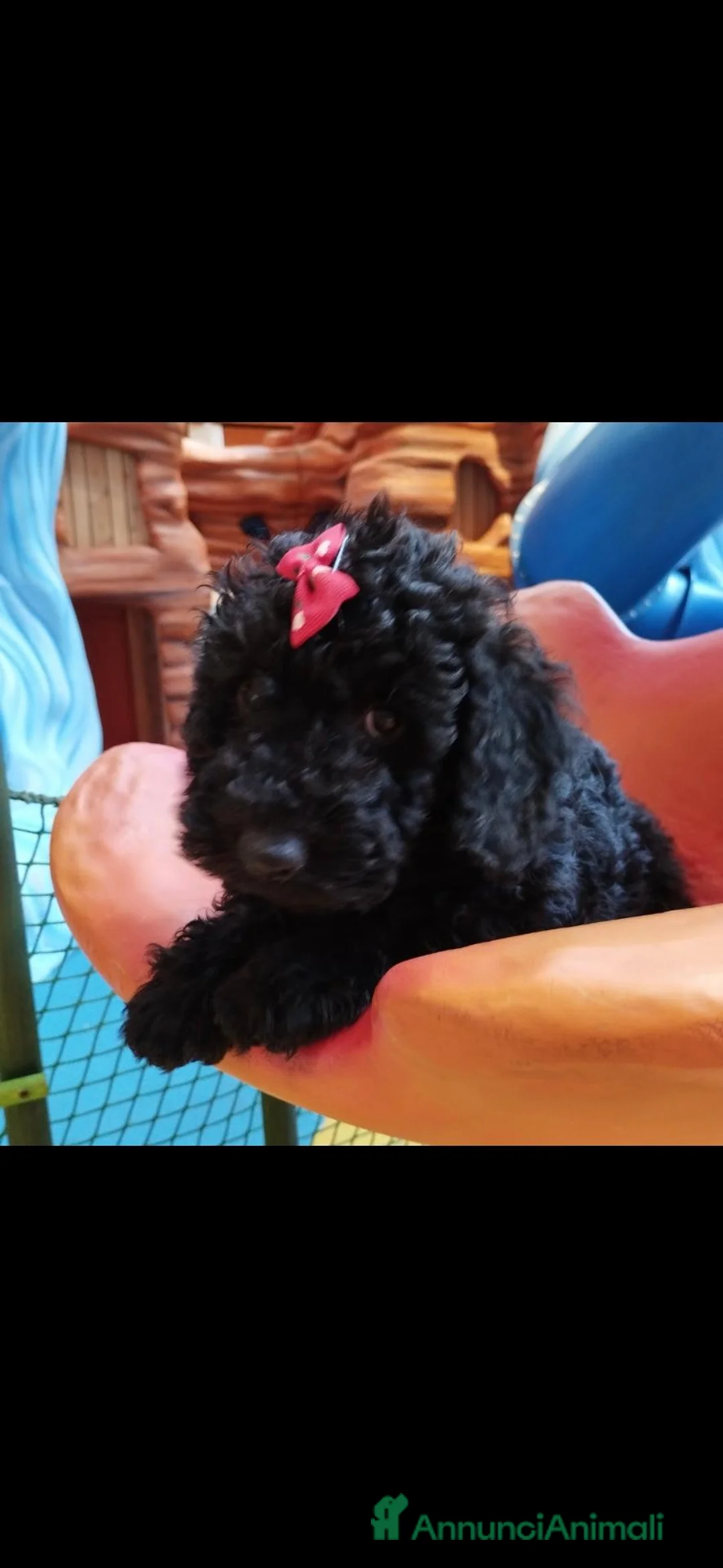 Barboncino cani in vendita: Barboncino mini toy - Annuncio 5