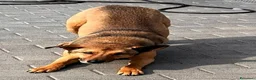 Meticcio cani in regalo: ULISSE LUPETTO - Annuncio 8