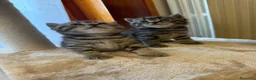 British gatti in vendita: British  - Annuncio 2