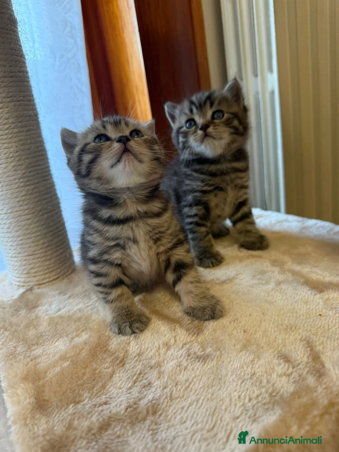 British gatti in vendita: British  - Annuncio 2