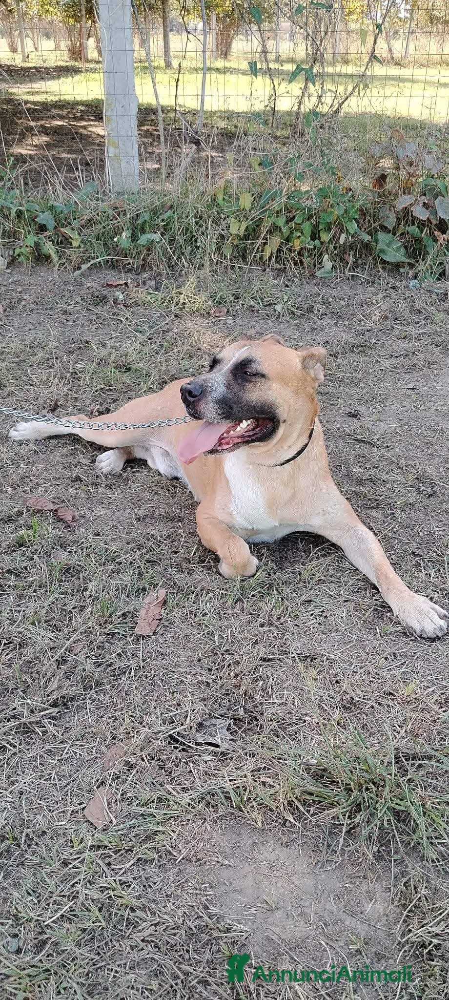 Altre razze cani ENNESIMO APPELLO! Simil amstaff buono cm il pane! - Annuncio 2