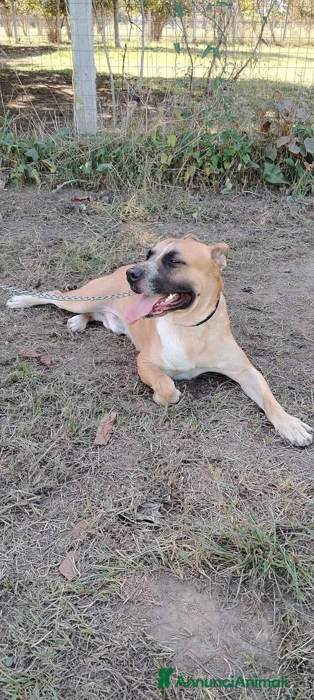 Altre razze cani in regalo: ENNESIMO APPELLO! Simil amstaff buono cm il pane! - Annuncio 2