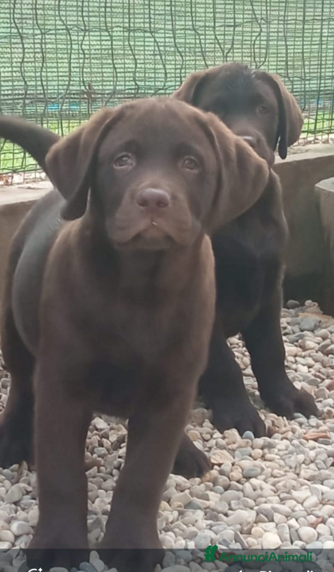 Labrador cani in vendita: Labrador cioccolato cucciolo a Provincia di Pordenone - Immagine 3