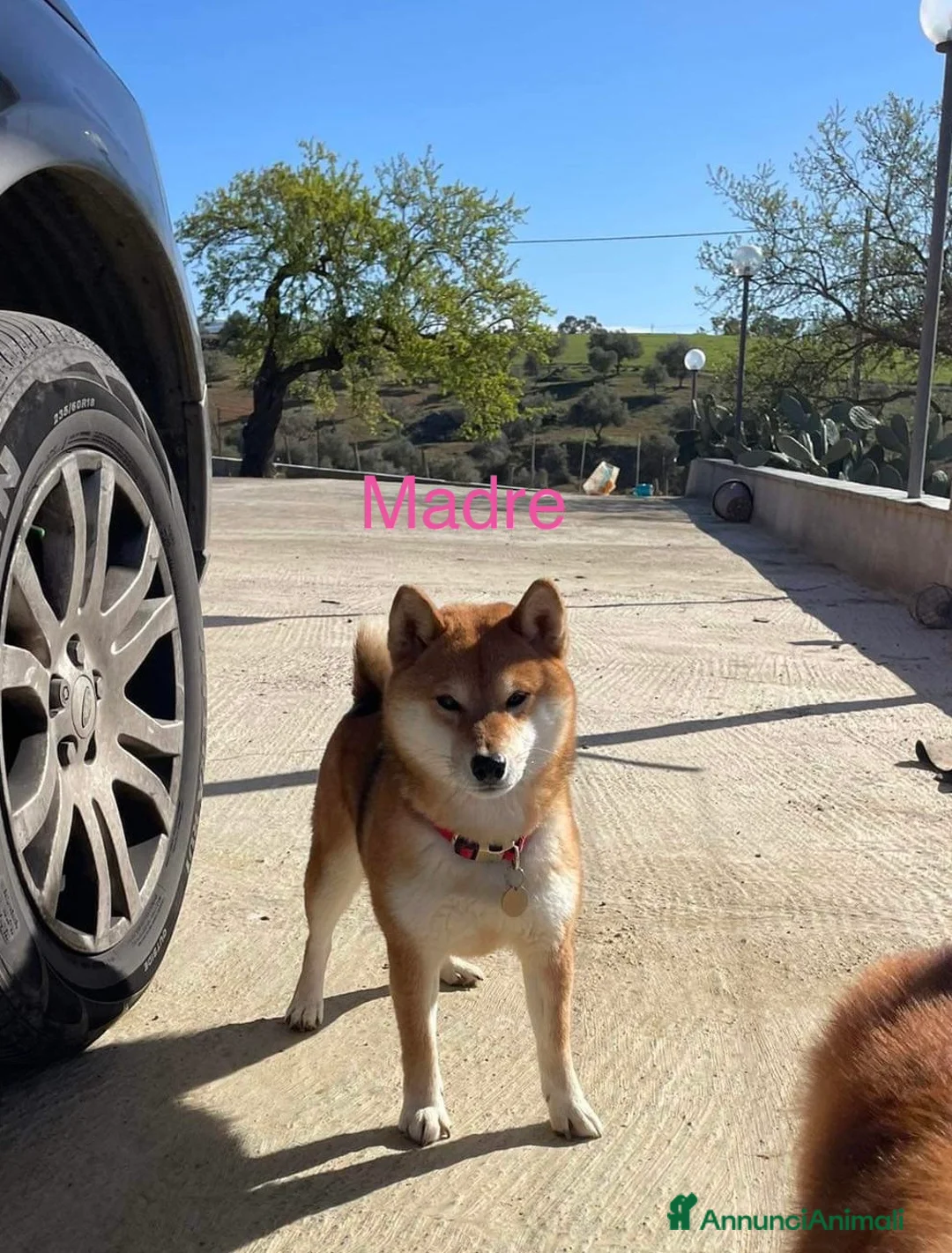 Shiba Inu cani in vendita: Shiba inu con pedigree  - Annuncio 1