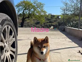 Shiba Inu cani Shiba inu con pedigree - Annuncio 3