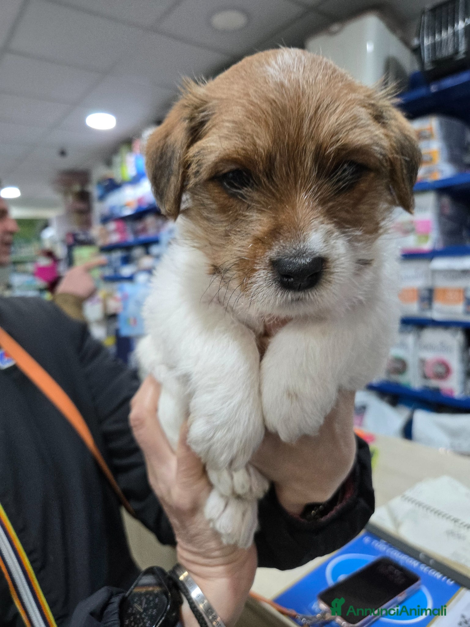Jack Russell cani Cuccioli di Jack Russell  - Annuncio 1