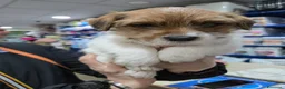 Jack Russell cani in vendita: Cuccioli di Jack Russell  - Annuncio 1