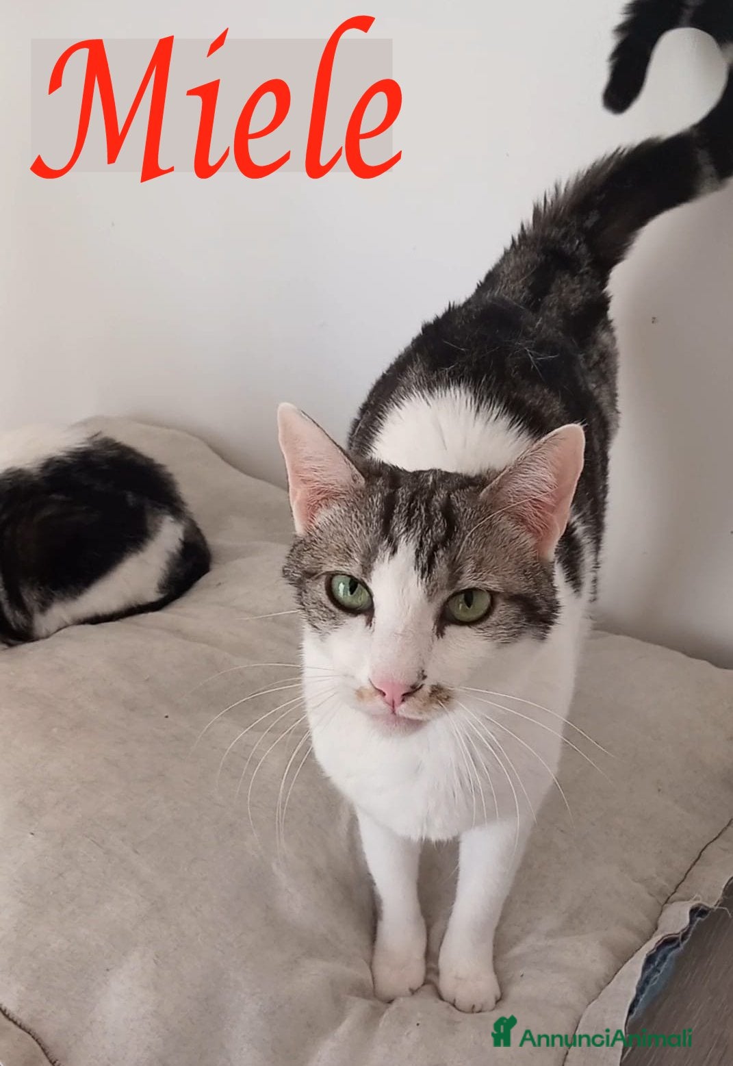 Europeo gatti Adorabile gatto in adozione, MIELE! - Annuncio 8