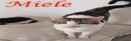 Europeo gatti in regalo: Adorabile gatto in adozione, MIELE! - Annuncio 1