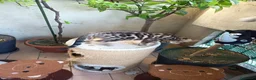 Bengala gatti in vendita: laun splendore cucciola Bengala 🥰  - Annuncio 8