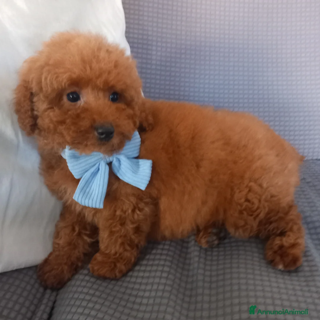 Barboncino Toy cani in vendita: Barboncini Toy - Annuncio 2