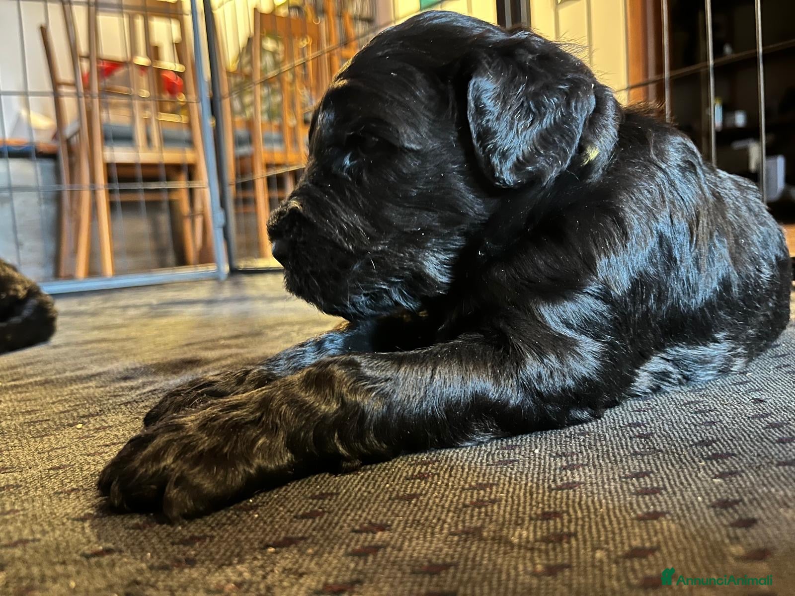 Terrier Nero Russo cani Disponibili cuccioli di Terrier Nero Russo - Annuncio 1