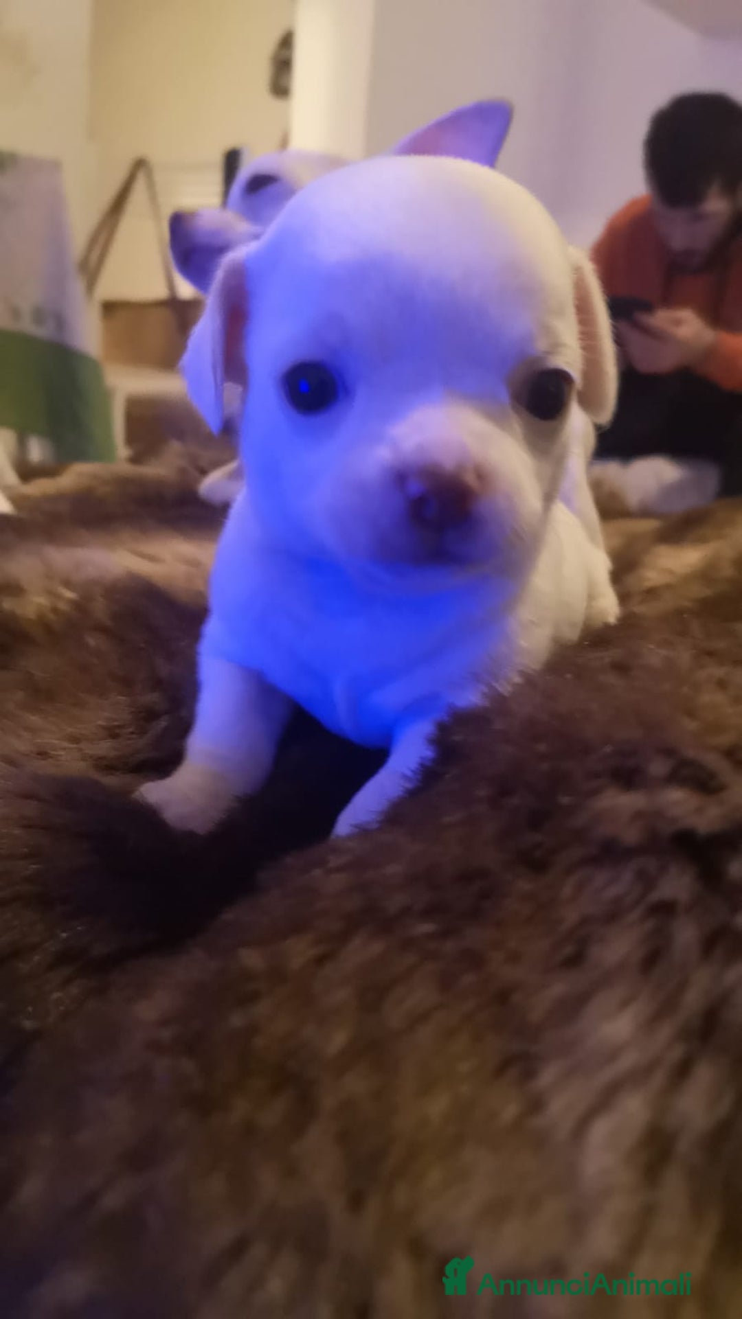 Chihuahua cani in vendita: Inaugurato vendita chihuahua mini toy - Annuncio 3