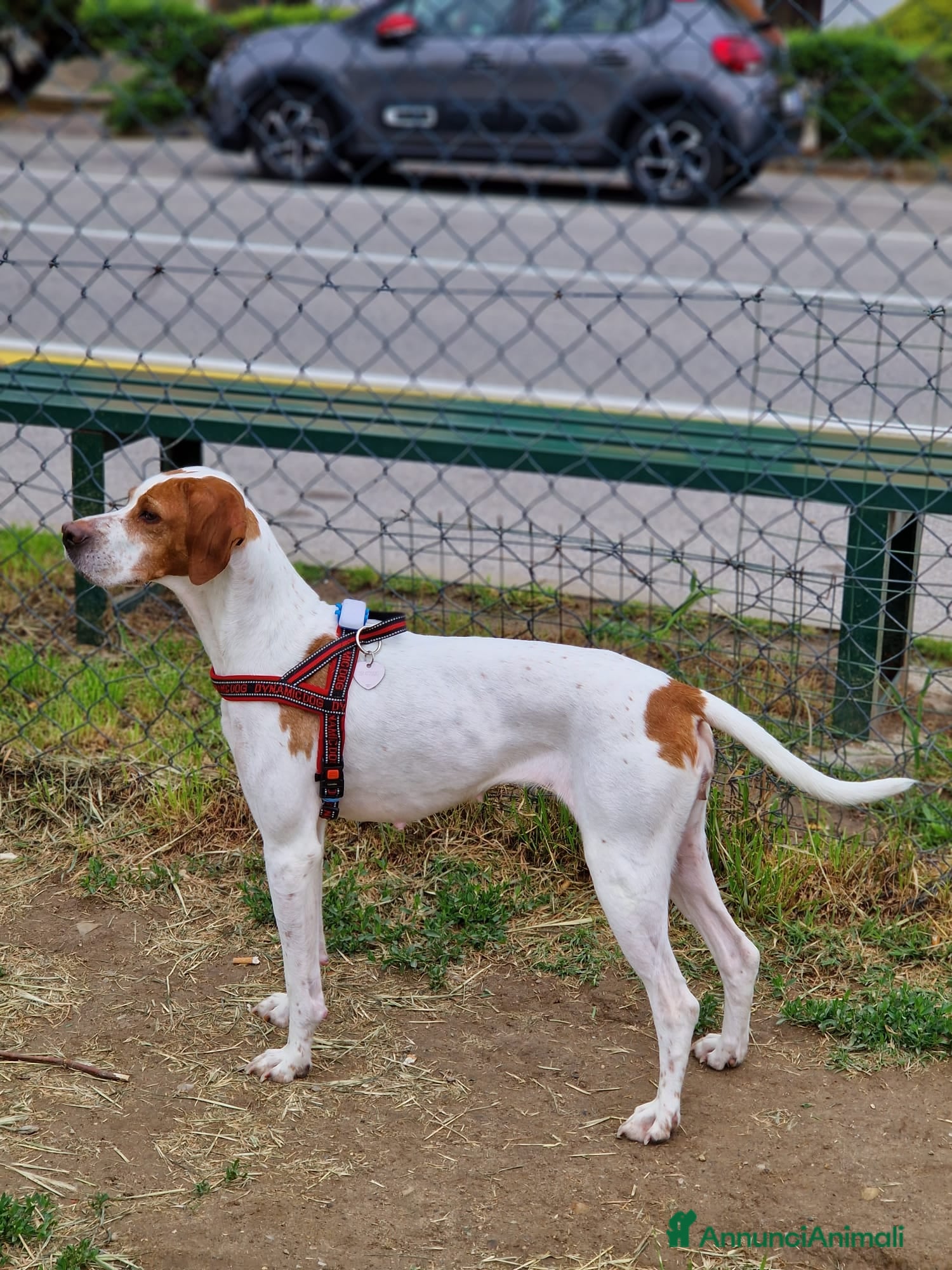 Pointer cani Pointer Inglese cerca una nuova casa - Annuncio 1