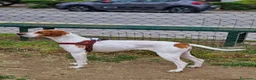 Pointer cani in regalo: Pointer Inglese cerca una nuova casa - Annuncio 1